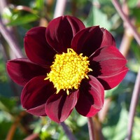 Dahlia Mexican Star