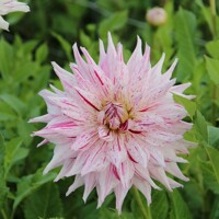 Dahlia Micks Peppermint