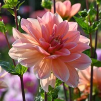 Dahlia Mister Frans