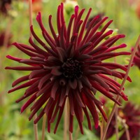 Dahlia Nuit Dete