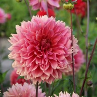 Dahlia Fubuki Orange