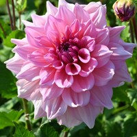 Dahlia Ottos Thrill