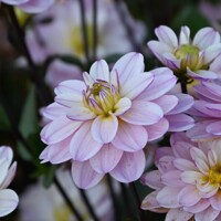 Dahlia Pacific Jewel