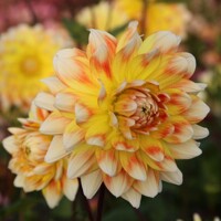 Dahlia Peaches and Cream