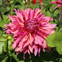 Dahlia Penhill Dark Monarch