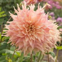 Dahlia Penhill Watermelon