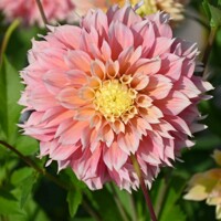 Dahlia Pink Impact