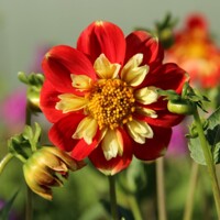 Dahlia Pooh