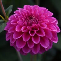 Dahlia Purple Fox