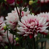 Dahlia Rebeccas World