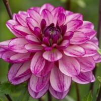 Dahlia Seduction
