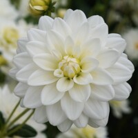 Dahlia Siberia