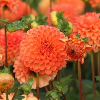 Dahlia Souvenir Dete