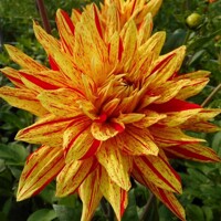 Dahlia Striped Vulcan