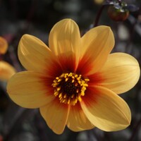 Dahlia Sunshine