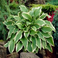 Hosta Carol