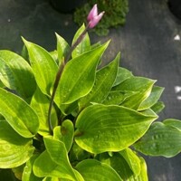 Hosta Roch Of Gibraltar