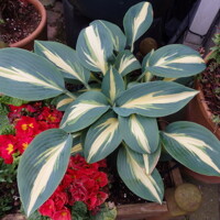 Hoata Timeless Beauty