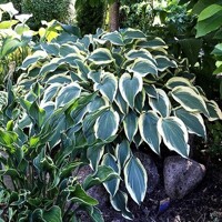 Hosta Francheska