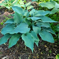 Hosta Flemish Sky