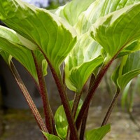 Hosta Sorbet