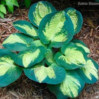 Hosta Popcorn