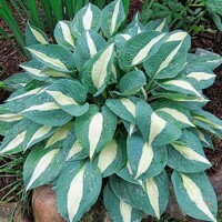 Hosta Pin Up