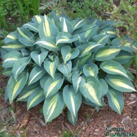 Hosta Grand Marque