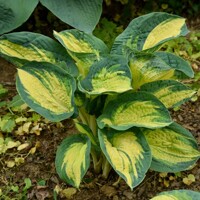 Hosta Great Expectation