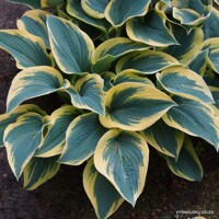 Hosta Valleys Glacier
