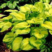 Hosta Old Glory