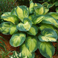 Hosta Margies Angel