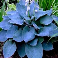 Hosta Moody Blues