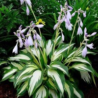 Hosta Christmas Candy