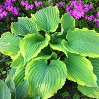 Hosta Spartacus