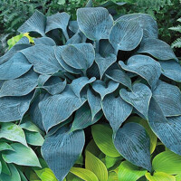 Hosta Bullet Proof