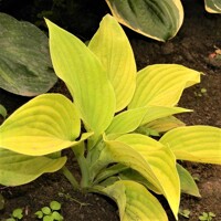Hosta Halcyon Sunny