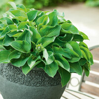 Hosta Patriot Grren