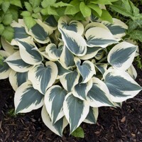 Hosta Blue Ivory