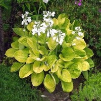 Hosta Maui Buttercup