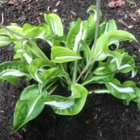 Hosta Twisted Spearmint