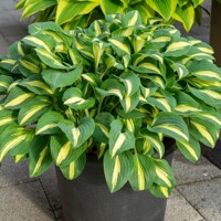 Hosta Little Treasure