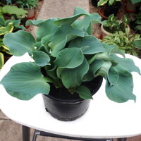 Hosta Ruffled Mouse Ears