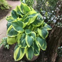 Hosta Battle Strokes