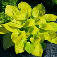 Hosta Lemon Feather