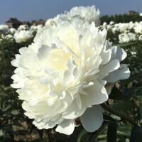 Pivonky Dr F.G.Brethour