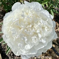 Pivonky Puffed Cotton