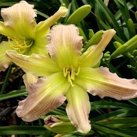 Laliovka Prague Spring