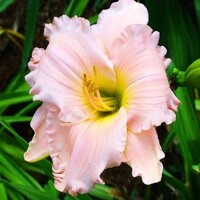 Laliovka Sabra Salina