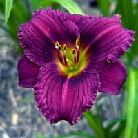 Laliovka Little Grapette